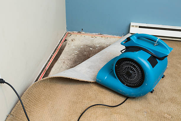 Best Water damage restoration mold remediation  in Ansonia, CT